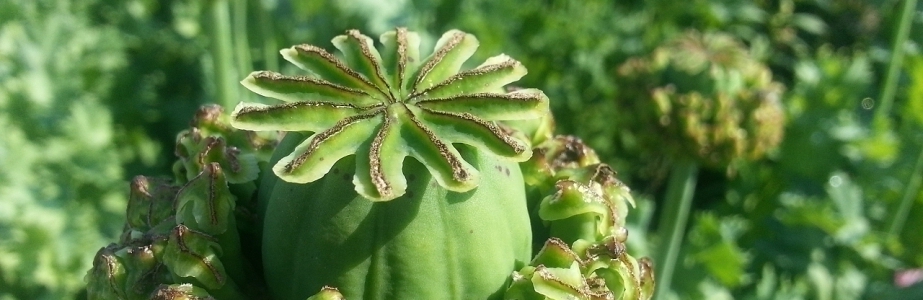 Hospers Flora